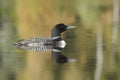 Common Loon on a Lake in Autumn - Haliburton, Ontario Royalty Free Stock Photo