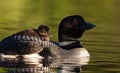 Common Loon in Maine