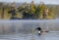 A Common Loon in Maine