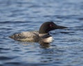 Common loon swimming on a lake Royalty Free Stock Photo