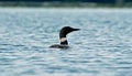 A Common Loon in Maine Royalty Free Stock Photo