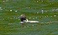 A Common Loon in Maine Royalty Free Stock Photo