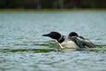 A Common Loon in Maine Royalty Free Stock Photo