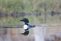 Loon Swirl Reflection