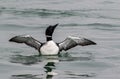 Common Loon male has striking black and white plumage in the springtime as he spreads his wings