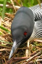 Common Loon on Nest Royalty Free Stock Photo