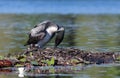 Common Loon on nest Royalty Free Stock Photo