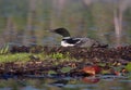 Common Loon on nest Royalty Free Stock Photo