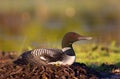 Common Loon on nest Royalty Free Stock Photo