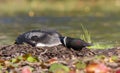 Common Loon on nest Royalty Free Stock Photo