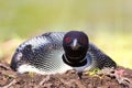 Common Loon on nest Royalty Free Stock Photo