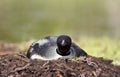 Common Loon on nest Royalty Free Stock Photo