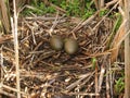 Common Loon Nest with Pair of Eggs Royalty Free Stock Photo