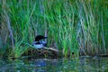 Common loon or great northern diver gavia immer nesting along edge of lake Royalty Free Stock Photo