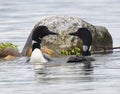 Common Loon Pair Gavia immer Royalty Free Stock Photo