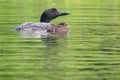Common Loon Parent and Baby Chick