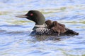 Common Loon Parent and Baby Chicks Royalty Free Stock Photo