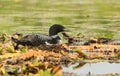 Common Loon Parent Sitting on Nest of Eggs on River Royalty Free Stock Photo