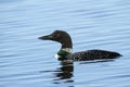 Common Loon