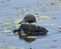 Common Loon Photo. Baby chick loon swimming in pond and celebrating the new life with water lily pads in their environment and Royalty Free Stock Photo