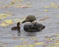 Common Loon Photo. Baby chick loon swimming in pond and celebrating the new life with water lily pads in their environment and Royalty Free Stock Photo