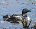Common Loon Photo. Baby chick loon swimming in pond and celebrating the new life with water lily pads in their environment and Royalty Free Stock Photo