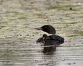 Common Loon Photo. Baby chick loon swimming in pond and celebrating the new life with water lily pads in their environment and Royalty Free Stock Photo