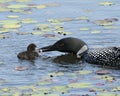 Common Loon Photo. Baby chick loon swimming in pond and celebrating the new life with water lily pads in their environment and Royalty Free Stock Photo