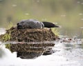 Common Loon Photo and Image. Loon on Lake. Loon in Wetland. Loon Nesting. Picture. Portrait