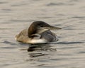 Common Loon Photo. Immature young bird swimming in its environment and habitat surrounding, displaying its growing up stage Royalty Free Stock Photo