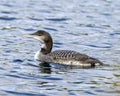 Common Loon Photo. Juvenile young loon swimming in its environment and habitat surrounding, displaying its growing up stage Royalty Free Stock Photo