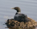 Common Loon Photo Stock.  Loon on Nest. Loon in Wetland. Loon on Lake Image. Close-up profile rear view nesting on its nest with Royalty Free Stock Photo