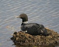 Common Loon Photo Stock. Loon on Nest. Loon in Wetland. Loon on Lake Image. Close-up view nesting on its nest with marsh grasses, Royalty Free Stock Photo