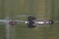 Common Loon Resting Next to its Baby Royalty Free Stock Photo