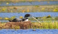 Common Loon Sits on Nest Royalty Free Stock Photo