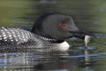 Common Loon with a Small Sunfish