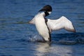 Common loon spreads his wings