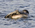 Common Loon Stock Photo. Loon young bird close-up profile view swimming in ripple water and cleaning wings in its environment and Royalty Free Stock Photo