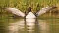 Common Loon Stretching wings with a chick behind Royalty Free Stock Photo