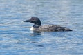 Common Loon on a Sunny September Day Royalty Free Stock Photo