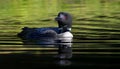 Common Loon swimming in the lake Royalty Free Stock Photo