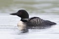 Common Loon Swimming on a Lake in Summer