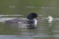 Common Loon Swimming Next to a Lily Pad Royalty Free Stock Photo