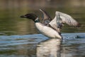 Common Loon takeoff on a quiet summer morning in Maine in calm beautiful light