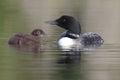 Common Loon and Three-Week Old Chick