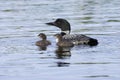 Common Loon with Two Chicks