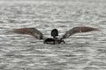 Common Loon Wing Stretch