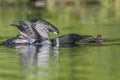 A Common Loon with wings stretched out feeds a fish to its week-old baby - Ontario, Canada Royalty Free Stock Photo