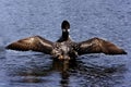 Common Loon XIII (Gavia immer) Royalty Free Stock Photo