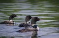 Common Loons Royalty Free Stock Photo